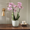 Pink Orchid & Pot