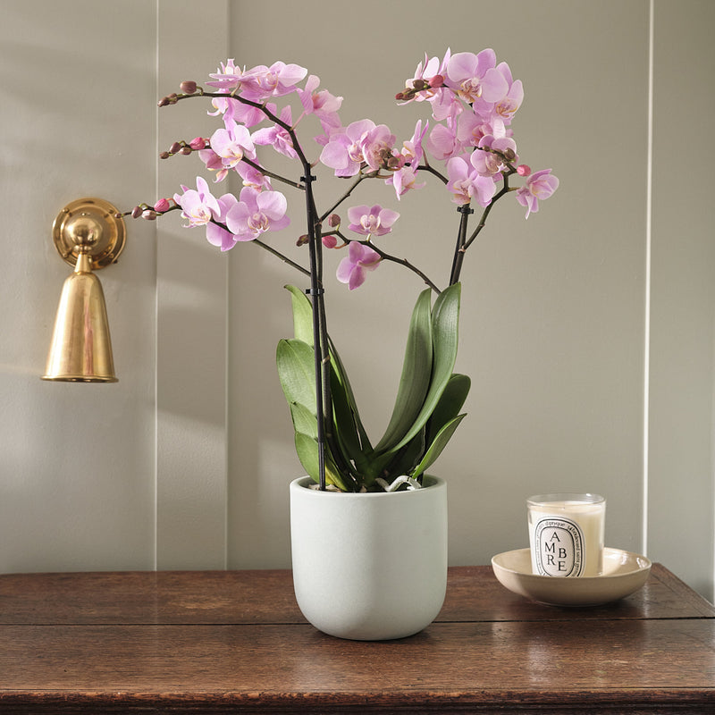 Pink Orchid & Pot