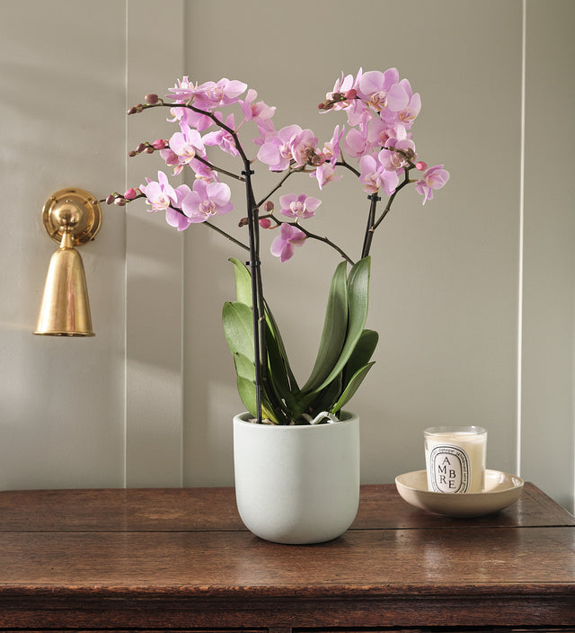 Pink Orchid & Pot
