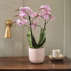 Pink Orchid & Pot