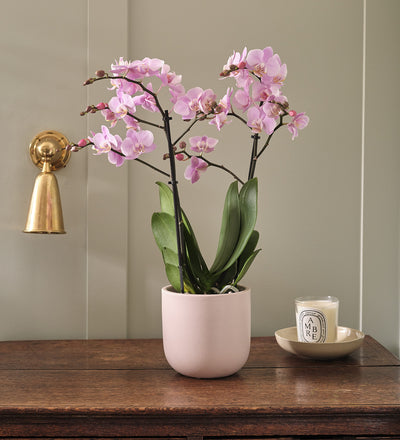 Pink Orchid & Pot