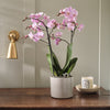 Pink Orchid & Pot