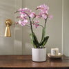 Pink Orchid & Pot