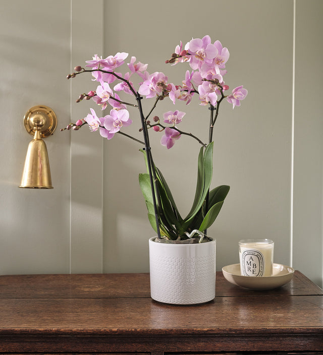 Pink Orchid & Pot