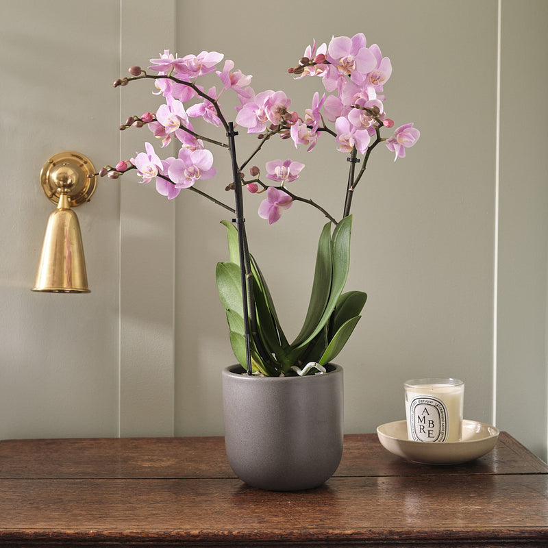 Pink Orchid & Pot