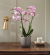 Pink Orchid & Pot