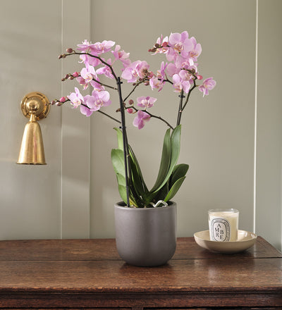 Pink Orchid & Pot