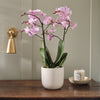 Pink Orchid & Pot