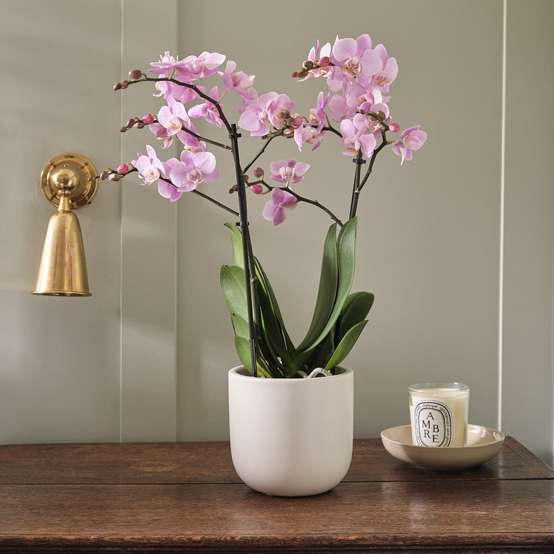 Pink Orchid & Pot
