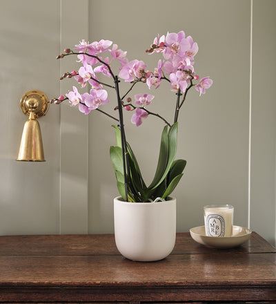 Pink Orchid & Pot