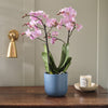 Pink Orchid & Pot