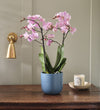 Pink Orchid & Pot