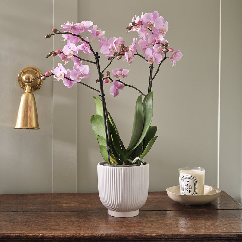 Pink Orchid & Pot