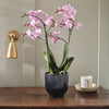 Pink Orchid & Pot