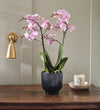 Pink Orchid & Pot