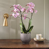 Pink Orchid & Pot