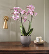 Pink Orchid & Pot