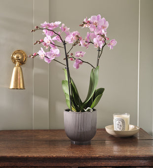 Pink Orchid & Pot