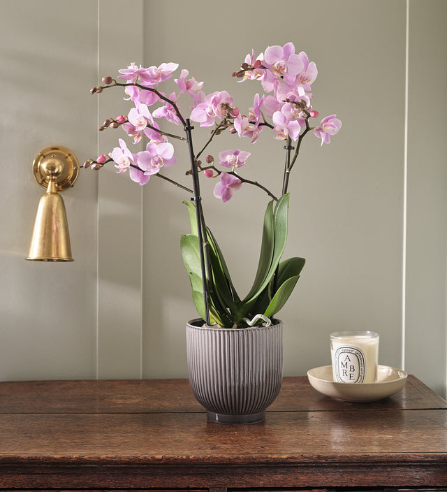 Pink Orchid & Pot
