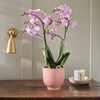 Pink Orchid & Pot