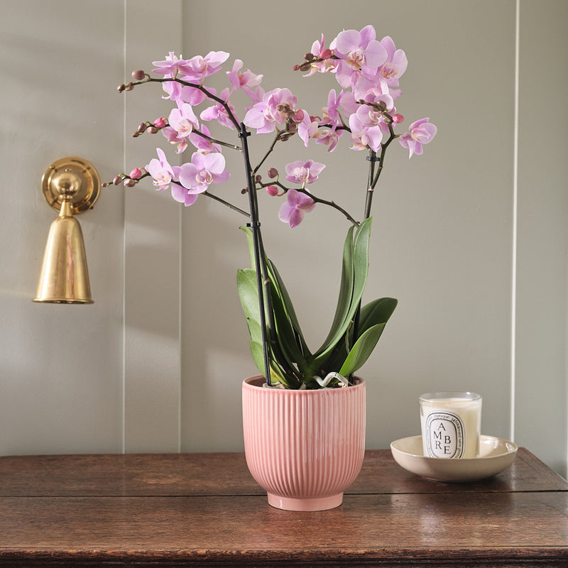 Pink Orchid & Pot