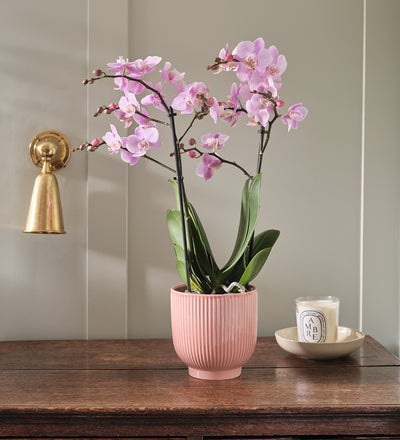 Pink Orchid & Pot