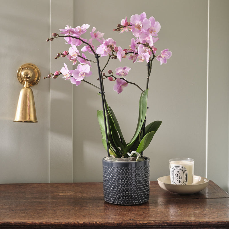 Pink Orchid & Pot