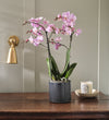 Pink Orchid & Pot