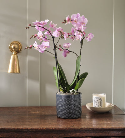 Pink Orchid & Pot