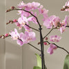 Pink Orchid & Pot