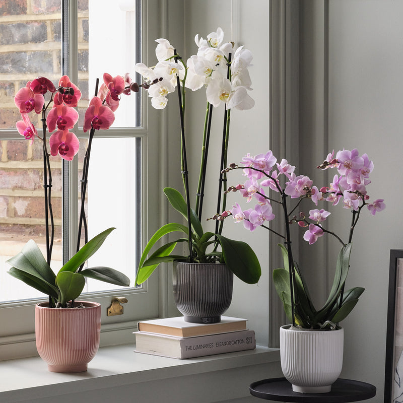 Orchid Bundle