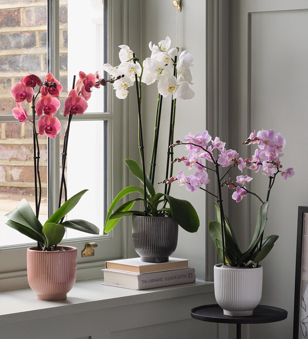 Orchid Bundle