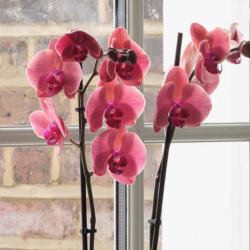 Orchid Bundle