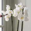 Orchid Bundle