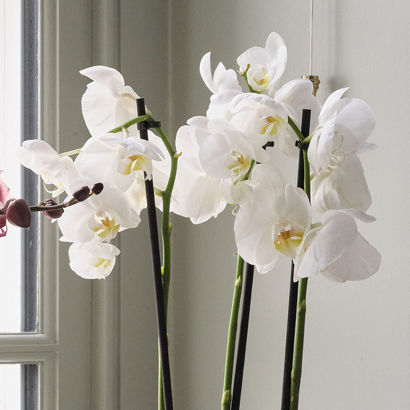 Orchid Bundle