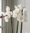 Orchid Bundle