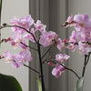 Orchid Bundle