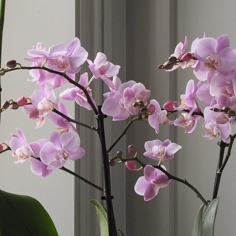 Orchid Bundle