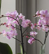 Orchid Bundle