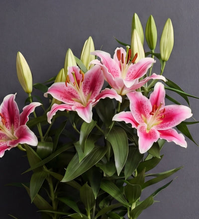 Pink Oriental Lily