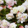 Outdoor Hanging Mother's Day Begonia