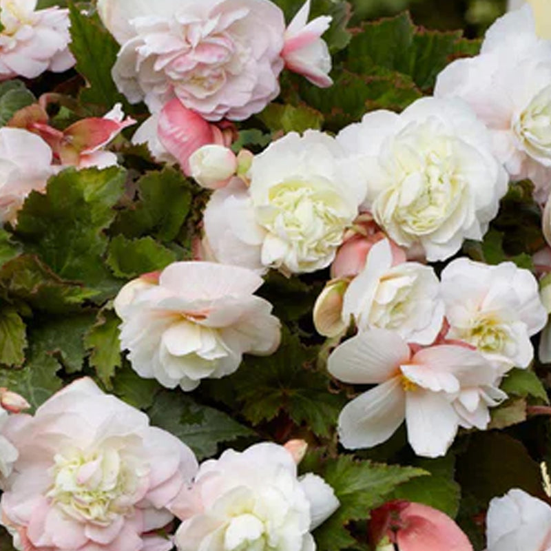 Outdoor Hanging Mother's Day Begonia