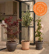 Outdoor Plant Rescue Offer