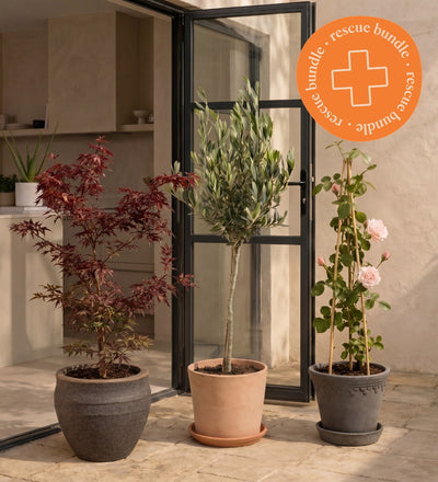 Outdoor Plant Rescue Offer