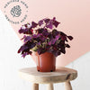 Oxalis & Pot
