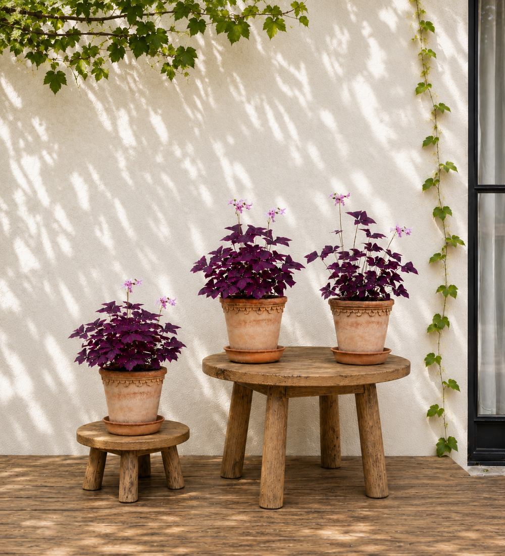 Oxalis Trio