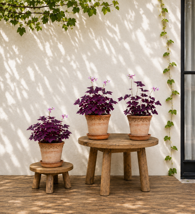 Trio of Oxalis