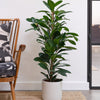 African Fig & Pot