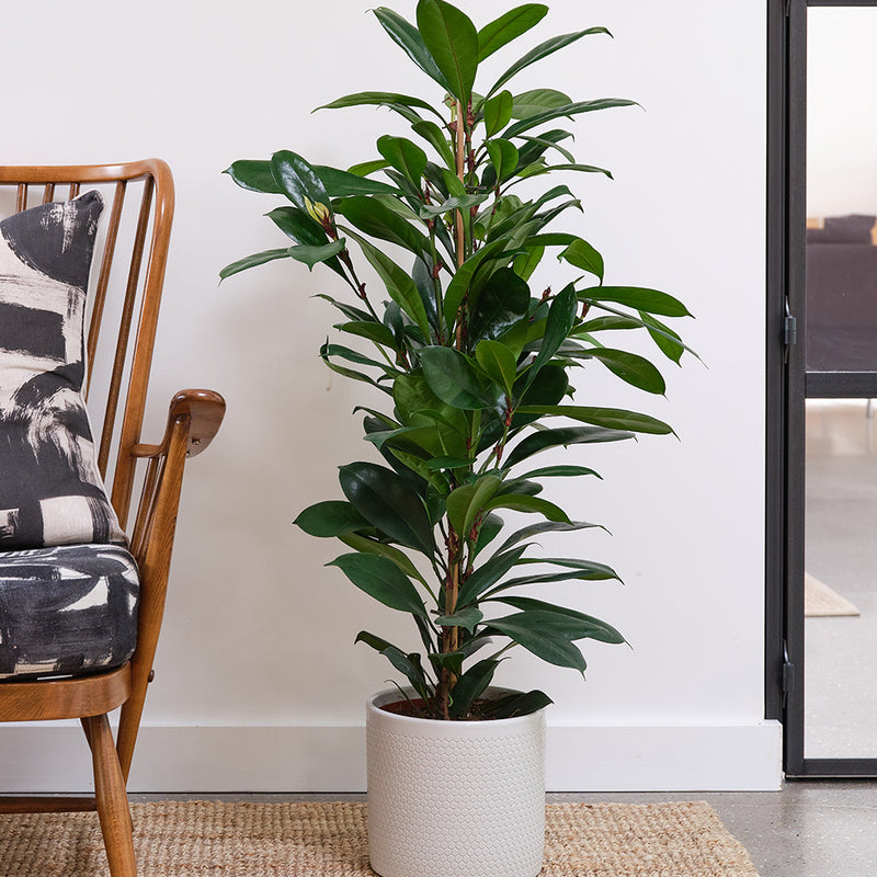 African Fig & Pot