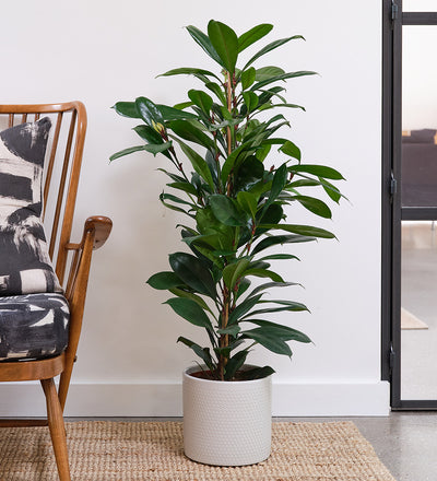 African Fig & Pot